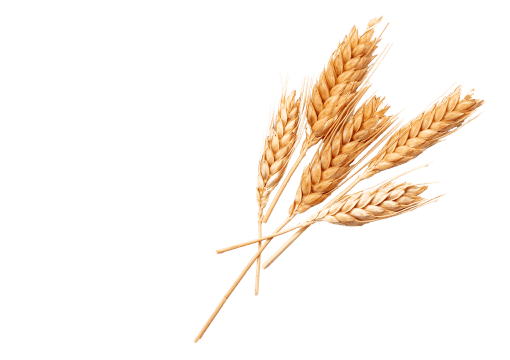 Изображение со свеклой