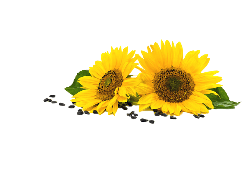 Изображение со свеклой